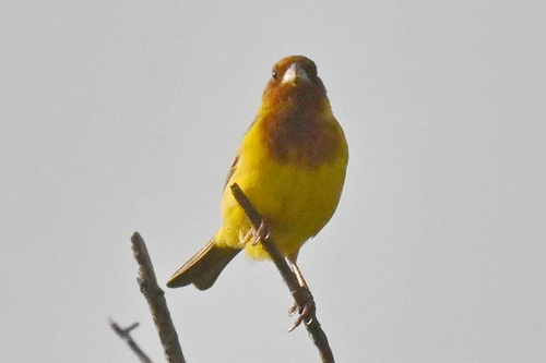 Red-headed Bunting (Emberiza bruniceps), photo 10