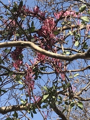 Tapinanthus rubromarginatus