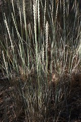 Thinopyrum intermedium barbulatum