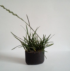 Lolium perenne