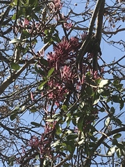 Tapinanthus rubromarginatus