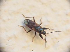 Eremocoris fenestratus