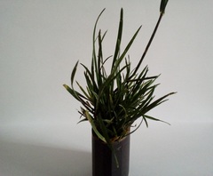 Lolium perenne