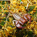 Small Wood-Scorpions - Photo (c) Emanuele Santarelli, some rights reserved (CC BY-SA), uploaded by Emanuele Santarelli