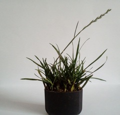 Lolium perenne