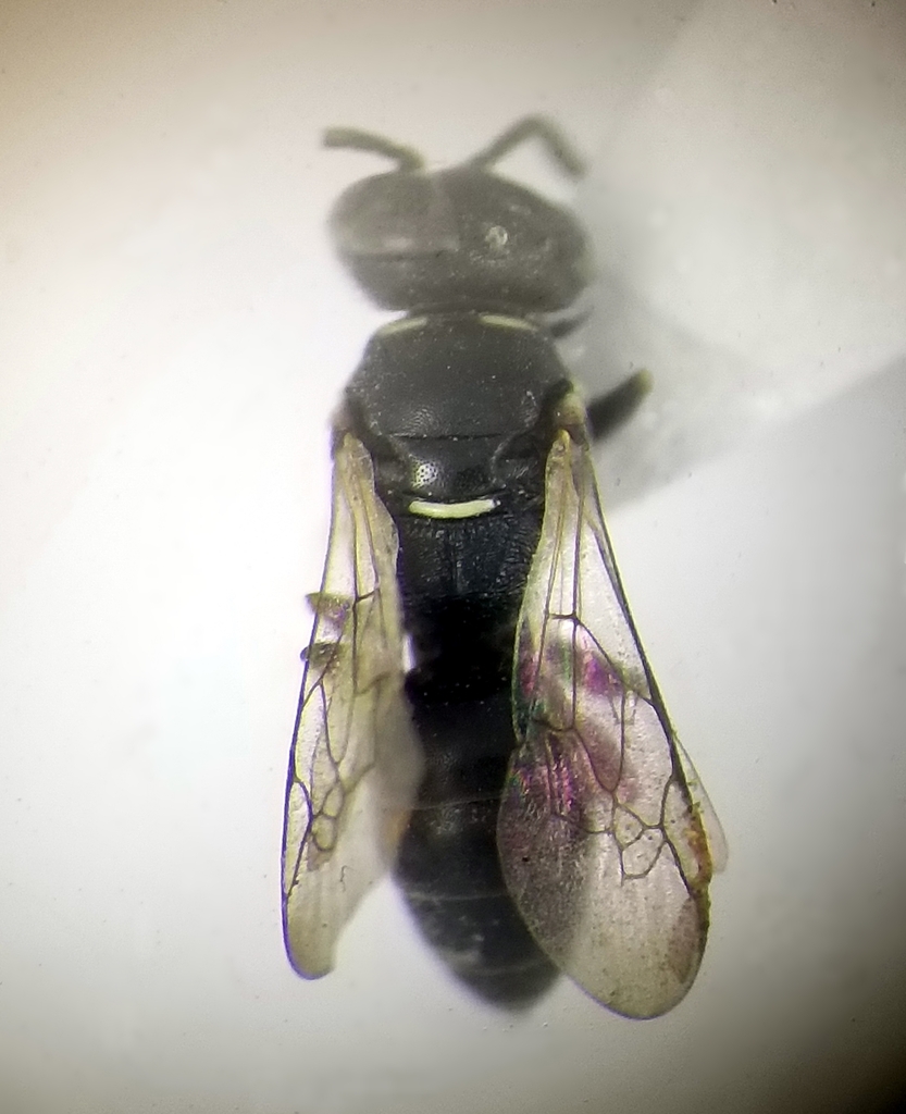 Solierella insidiosa