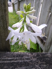 Hosta
