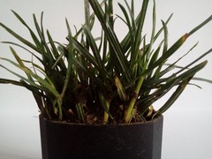 Lolium perenne