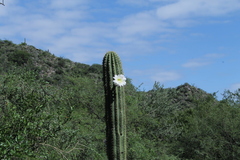 Trichocereus terscheckii