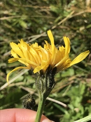 Crepis conyzifolia