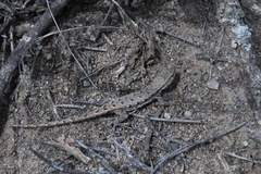 Liolaemus chacoensis