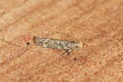 Scrobipalpa ocellatella