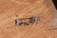 Epinotia nisella