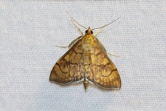 Anania verbascalis