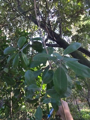 Pittosporum ralphii