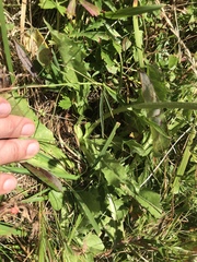 Crepis conyzifolia