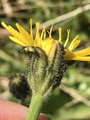 Crepis conyzifolia