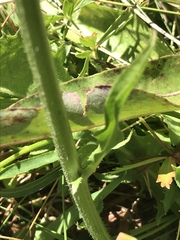 Crepis conyzifolia