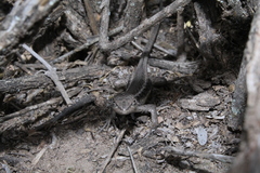 Liolaemus gracilis