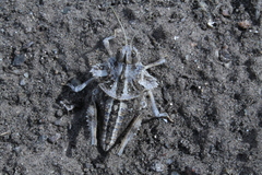 Graea horrida