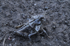 Graea horrida