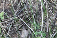 Stenocercus doellojuradoi