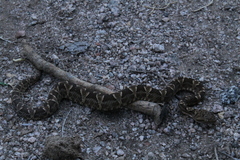 Bothrops diporus