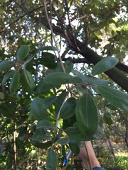 Pittosporum ralphii