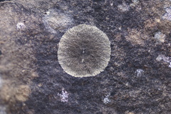 Tingiopsidium elaeinum