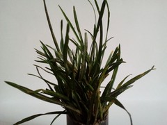 Lolium perenne
