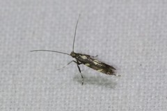 Calybites phasianipennella