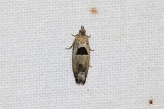 Epinotia ramella
