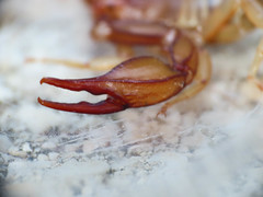 Euscorpius aquilejensis