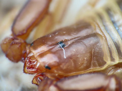 Euscorpius aquilejensis