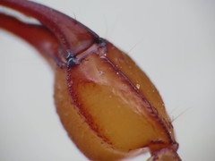 Euscorpius aquilejensis