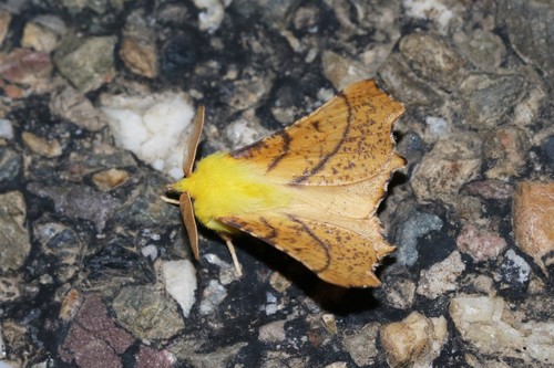 Canary-shouldered Thorn, 5855 Well, Nederland, photo 5 of 10