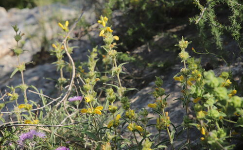 Avistamiento Phlomis lychnitis