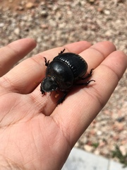 Dichotomius carolinus