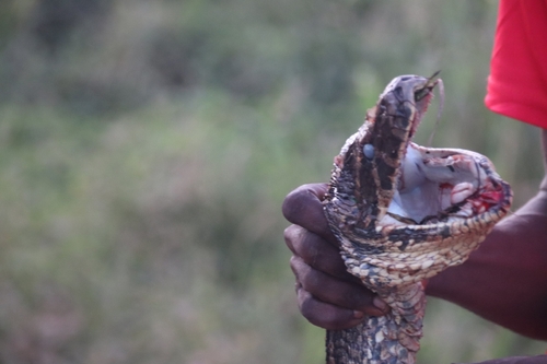 African Rock Python