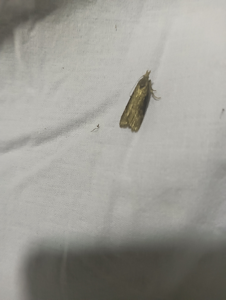 Theresian Moth