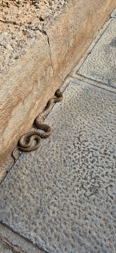 False Smooth Snake