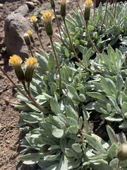 Raillardella argentea