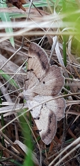 Selidosema brunnearia