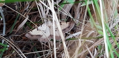 Selidosema brunnearia