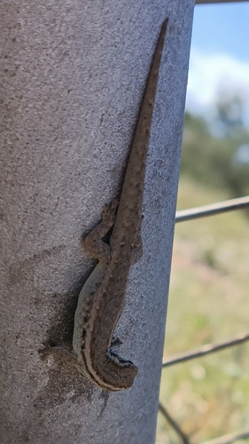 Common Dwarf Gecko