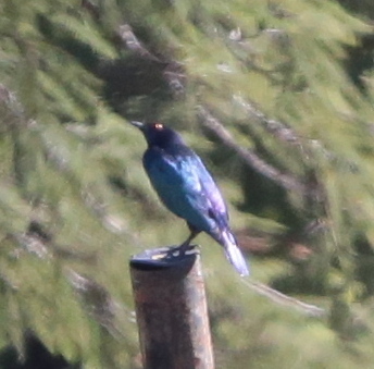 Cape Starling