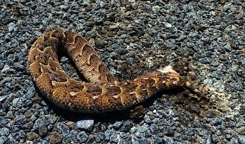 Puff Adder