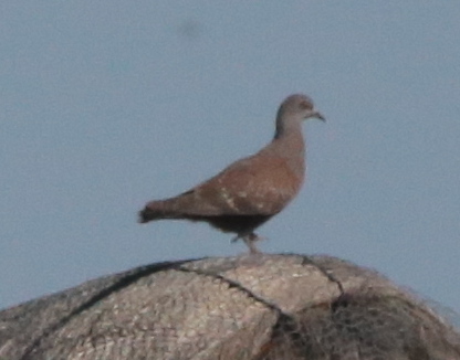 Speckled Pigeon