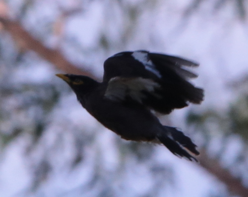 Common Myna
