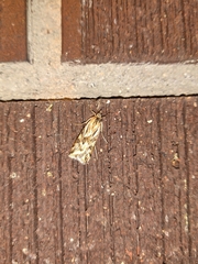 Loxostege cereralis
